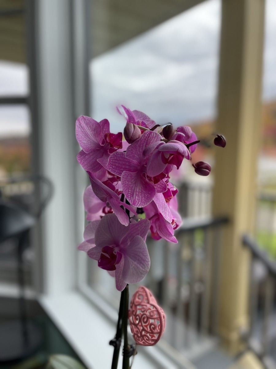 How to Care For Your Orchid to Keep it Alive