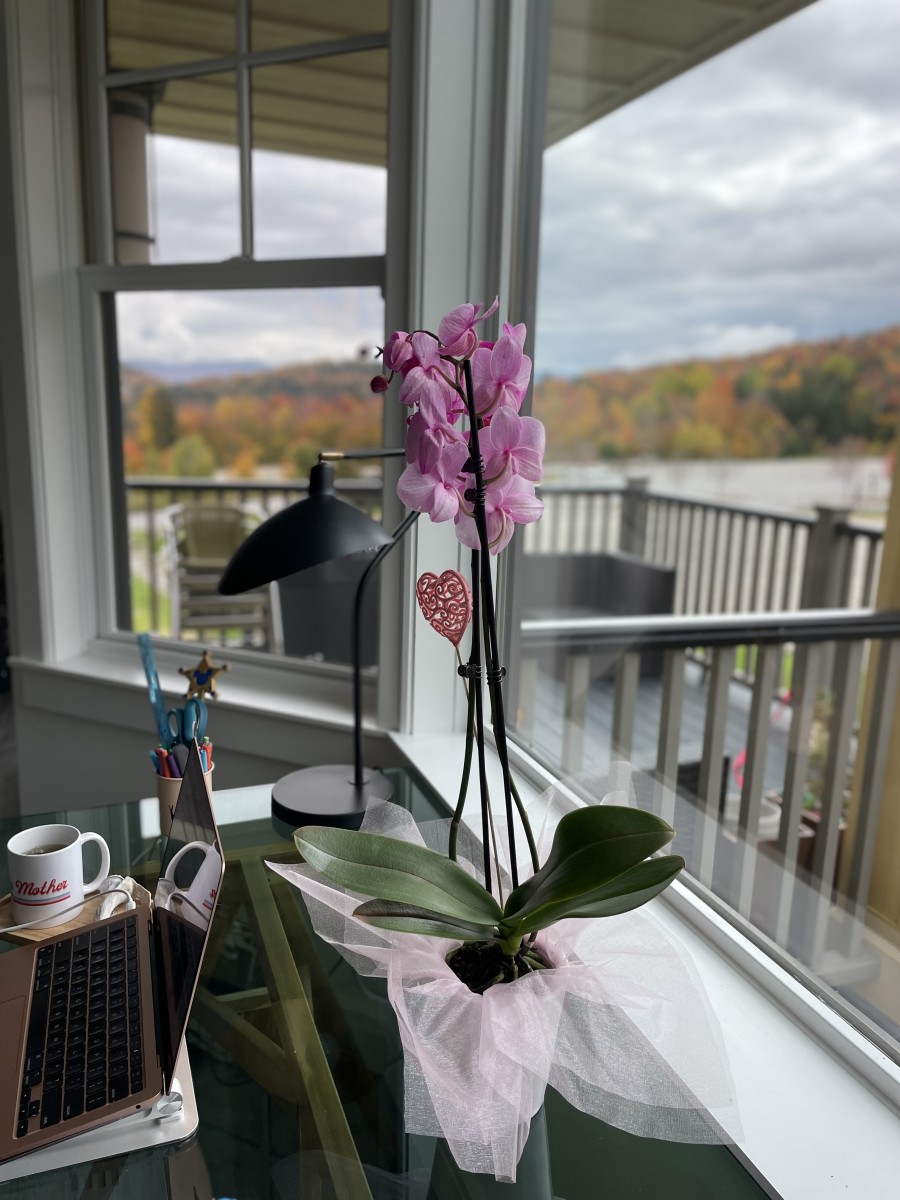 How to Care For Your Orchid to Keep it Alive