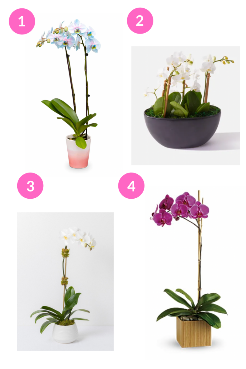 Order Our Favorite Orchids