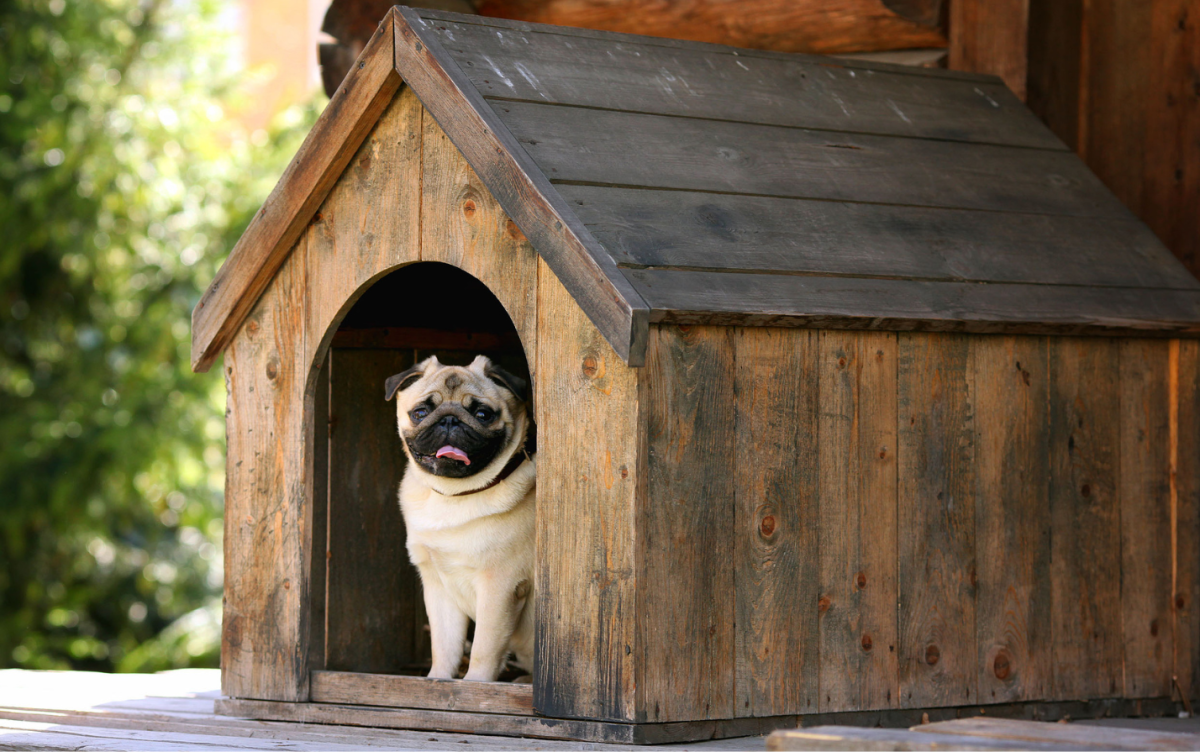 How to Make Your Yard Dog Friendly
